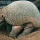 Illustration for article titled How the HECK Are Armadillos Real??!!